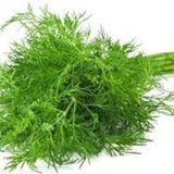 500 Seeds-Organic Dill Seeds- Heirloom Variety-J017-- Non GMO- Anathum Graveolens