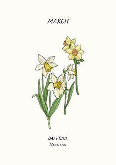 March Birthflower : Daffodil Flower Delivery