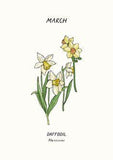 March Birthflower : Daffodil Flower Delivery