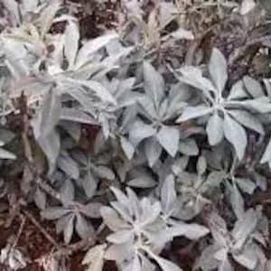 100 Seeds-Medicinal White Sage Organic Seeds- Perennial Seed-Salvia Apiana-Sacred Sage-Sacred Evergreen Perennial-J003