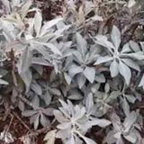 100 Seeds-Medicinal White Sage Organic Seeds- Perennial Seed-Salvia Apiana-Sacred Sage-Sacred Evergreen Perennial-J003