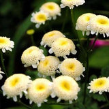 SNOWBALL FLOWER Perennial CHRYSANTHEMUM Tanacetum Parthenium 20 Seeds