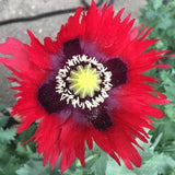 Izmir Turkish Red Poppy (1000+ seeds)