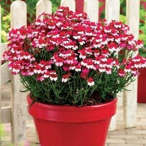 Cape Jewels Pouch Nemesia Helvetia White Red Flowers 0.2g / 300 Seeds - Nemesia Strumosa GMO FREE