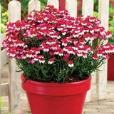 Cape Jewels Pouch Nemesia Helvetia White Red Flowers 0.2g / 300 Seeds - Nemesia Strumosa GMO FREE