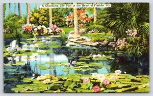 Linen Post Card A Charming Lily Pool in the Heart of Florida