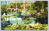 Linen Post Card A Charming Lily Pool in the Heart of Florida