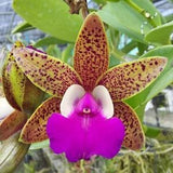 Ctt Ratsima Spot (Cattlianthe Varut Startrack ?? Cattleya aclandiae) near bloomimg size spotted bifoliate cattleya orchid hybrid. Fragrant!!!