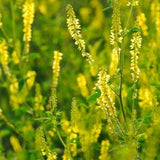2000 Seeds-Yellow Sweet Clover Organic Seeds-Melilotus Officinalis-J085-Excellent Pollinator Plant-Yellow Melilot-Common Melilot