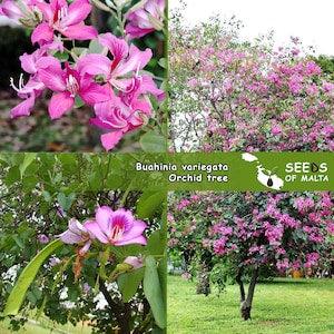 Bauhinia variegata, Orchid tree, 10 fresh seeds July 2023