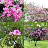 Bauhinia variegata, Orchid tree, 10 fresh seeds July 2023