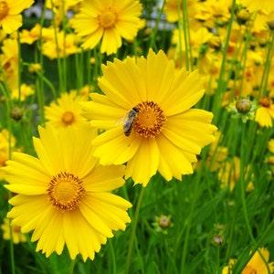 100 Seeds-Lanceleaf Coreopsis-PV654-Coreopsis lanceolata- Bright colored Perennial with long bloom season-Calliopsis -Tickseed