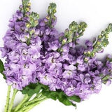 30 seeds / + Lavender Blue Stock Seed/  Katz Stock Seeds / Matthiola incana (#98)