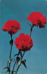 Postcard State Flower Scarlett Carnation Ohio