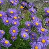 Perennial Blue Alpine Aster Seeds