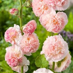 20 Seeds Double Apricot &  Rosy-Peach Pom Pom Hollyhocks