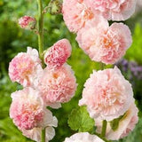 20 Seeds Double Apricot &  Rosy-Peach Pom Pom Hollyhocks