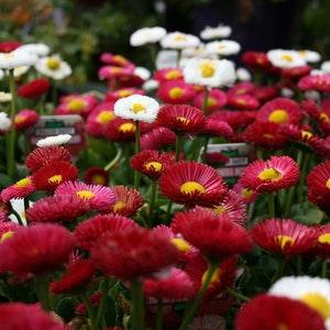 Mixed POMPOM ENGLISH DAISY Bellis Perennis Round Pompon Pom 10 Seeds