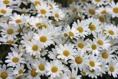 How to Split Daisies Flower Delivery