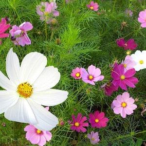 100 White, Pink and Red Cosmos Seeds - flowers - Reproducible Farmer Seeds - untreated