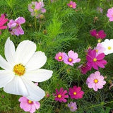 100 White, Pink and Red Cosmos Seeds - flowers - Reproducible Farmer Seeds - untreated