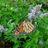 Anise Hyssop (Agastache Foeniculum) Packet of 25 seeds with New!