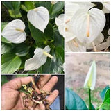 2 Cutting Roots White Nano Anthurium andraeanum Flamingo flower lily plant Rare