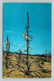 Desert Lily, Scenic Nature Plants And Flowers, Vintage Postcard