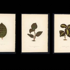 3x ANTIQUE ORCHID LEAF prints c.1872 - original antique prints by Lowe - plant print - botanical prints - antique botanical lithographs