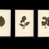 3x ANTIQUE ORCHID LEAF prints c.1872 - original antique prints by Lowe - plant print - botanical prints - antique botanical lithographs