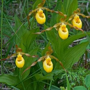 Yellow Ladyslippers