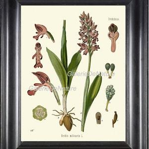 Botanical Print Art 29 Kohler 4x6 5x7 8x10 11x14 Beautiful Orchid Pink Antique Ivory Background Tropical Flower Chart Petals Bulb Plant