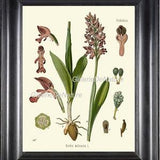 Botanical Print Art 29 Kohler 4x6 5x7 8x10 11x14 Beautiful Orchid Pink Antique Ivory Background Tropical Flower Chart Petals Bulb Plant