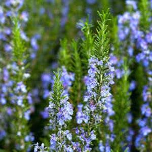 50+ Rosemary Herb Seeds-Rosemarinus Officinalis-Rich in Aroma-Culinary favorite that enhances many foods-Very Beneficial Perennial Herb-G034