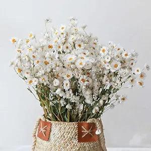 Natural Dried Flowers 200+ Dried Daisy Flowers Bouquet White Dry Brazilian