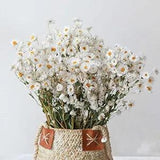 Natural Dried Flowers 200+ Dried Daisy Flowers Bouquet White Dry Brazilian
