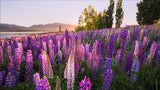 Love For Lupins Flower Delivery