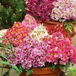 Butterfly Flower / Poor Man's Orchid / Flowers Blend - 400 Seeds - Schizanthus Wisetonensis