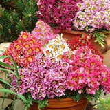 Butterfly Flower / Poor Man's Orchid / Flowers Blend - 400 Seeds - Schizanthus Wisetonensis