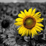 Sunflower Print Annapolis Valley Nova Scotia Wall Art Nature Photography Landscape Black and White Flower Yellow