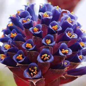 Puya Venusta 30 Seeds - Chagualillo - Coastal Purple Puya - Bromeliad * Very Rare