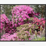 Field Of Flowers Photography Print, With Pink Orchid Azaleas, Rhododendron Phoenicia, Tower Of Jewels, Echium Wildpretii,  Art for Gratitude