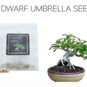 30 Dwarf Umbrella Seeds | Grow Your Own Bonsai Tree | Schefflera Arboricola | Growing Guide | Perfect for Bonsai Beginners and Enthusiasts