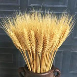 50Pcs Real Wheat Ear Flower Natural Dried Flowers Wedding DIY Party Decor Gift