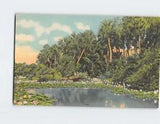 Postcard Water Lilies In Bloom In The Sunny South USA