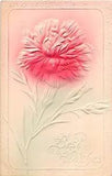 1909 Airbrushed Best Wishes Postcard of Pretty Carnation