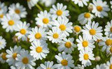 Growing Daisies Flower Delivery