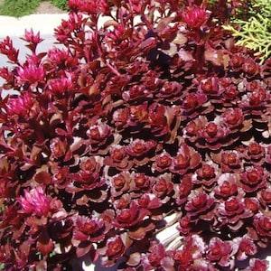 100 Pcs Stonecrop Dragon,s Blood Sedum Seeds-Finger Aloe- Perennial Succulent Ground Cover/Spurium Coccineum/ S068