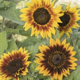 Ring of Fire Sunflower Seeds (25) - Helianthus Annuus - Annual Branching Sunflower with Pollen for the Garden