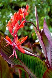 Musafolia Canna Lily Live Plant Rhizome (Bright Red and Coral Blooms)